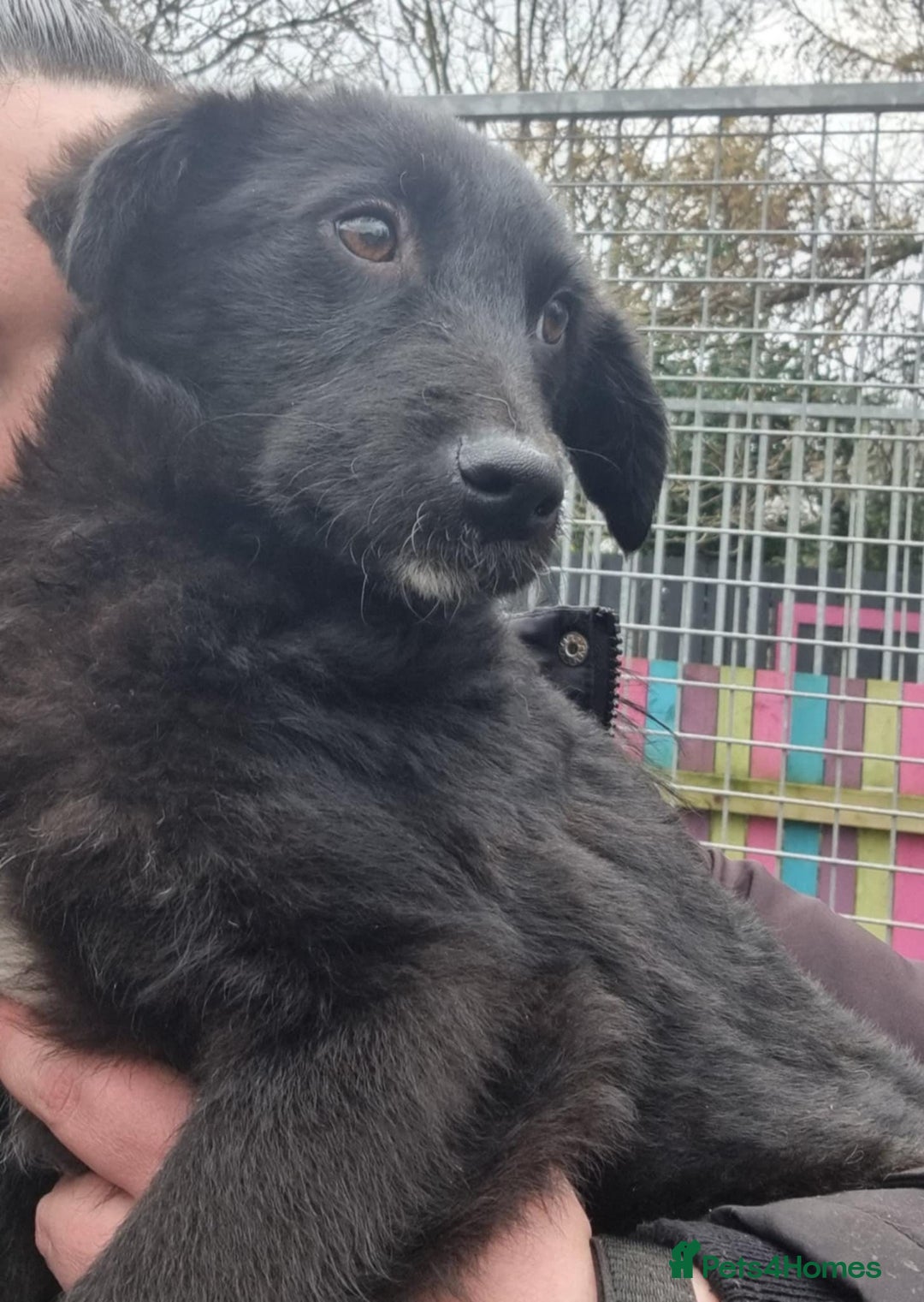 Mixed Breed dogs for adoption: Peggy - In Ayr looking for a home  - Advert 5