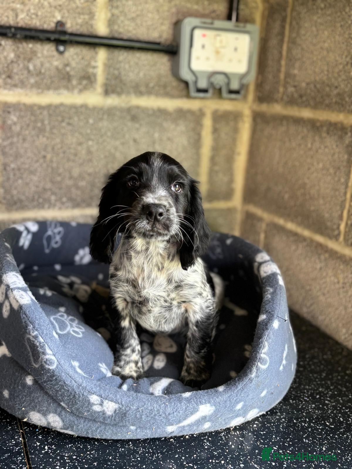 Cocker Spaniel dogs Cocker spaniel  - Advert 24