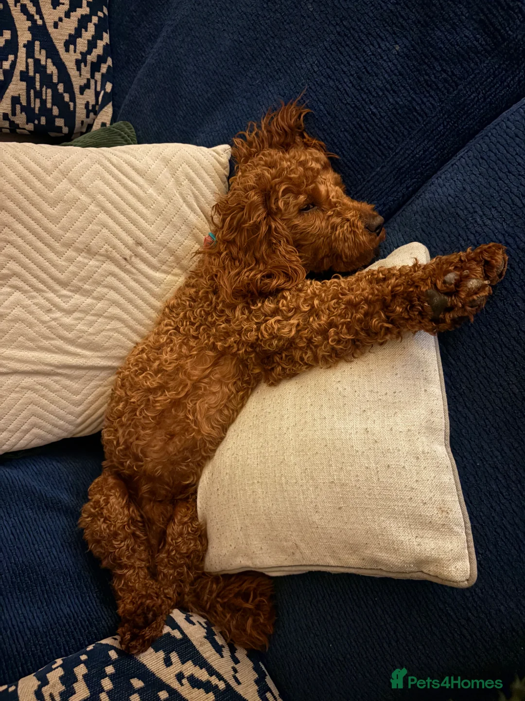 Miniature Poodle dogs for stud: KC Registered pure red miniature poodle STUD 🧡 - Advert 2