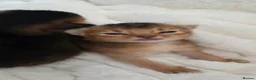 Abyssinian cats for sale: Abyssinian kittens TICA registered - Advert 3