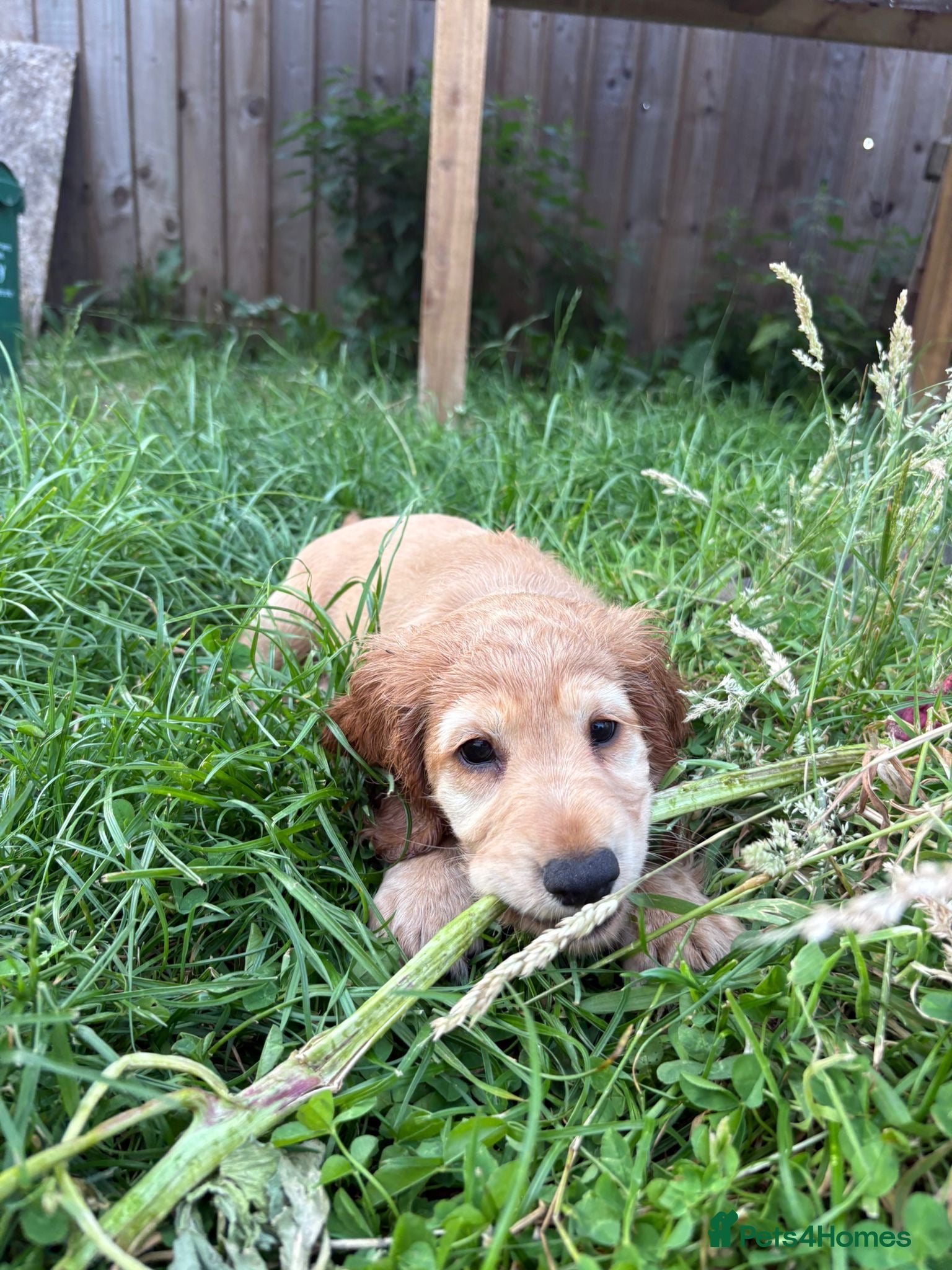 Cocker Spaniel dogs ONE LEFT! working cocker spaniel pups - Advert 6