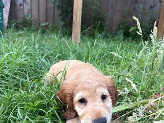 Cocker Spaniel dogs ONE LEFT! working cocker spaniel pups - Advert 6