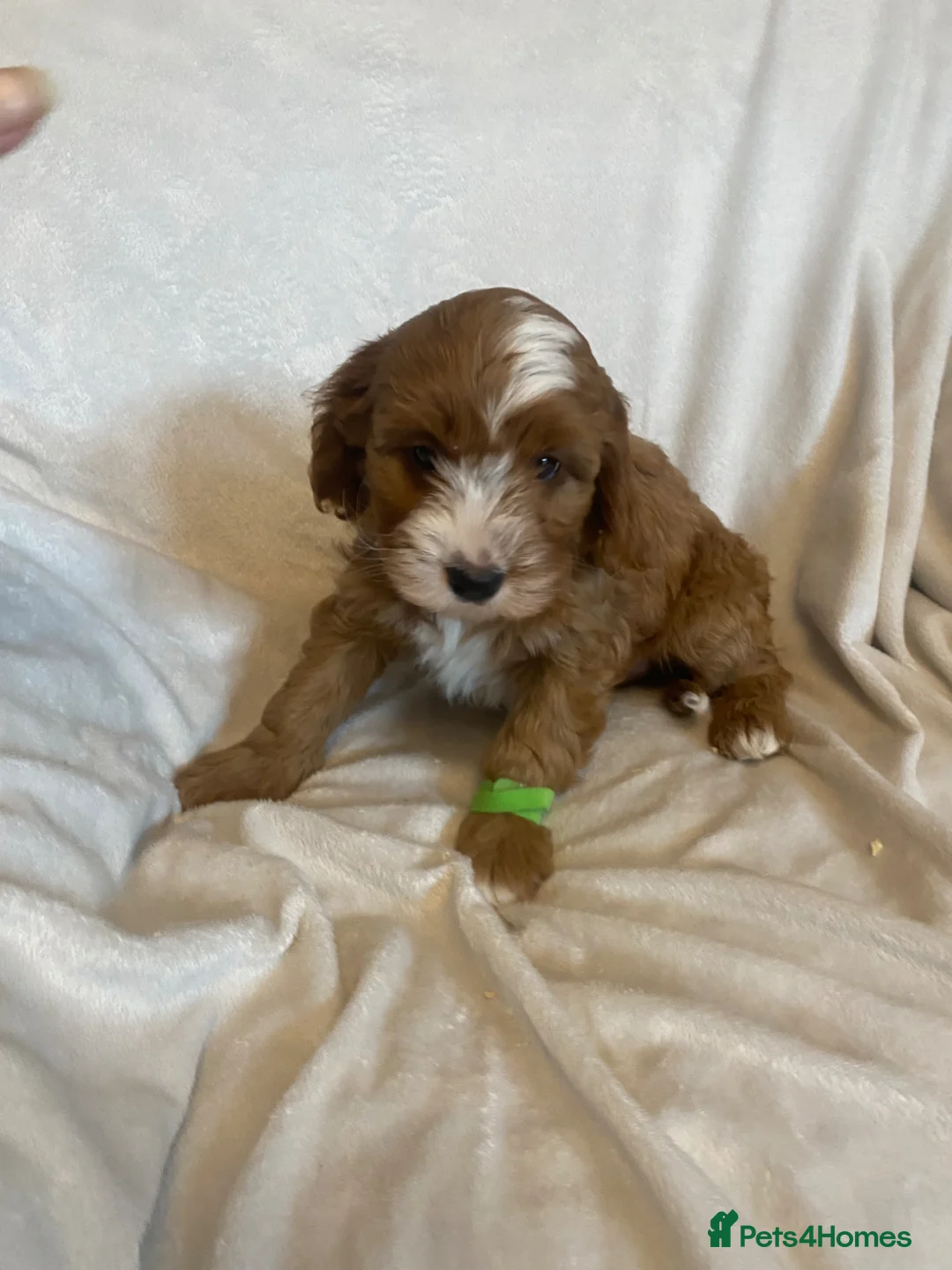Cavapoo dogs for sale: Beautiful Red Cavapoo Pups in Sunderland - Advert 1