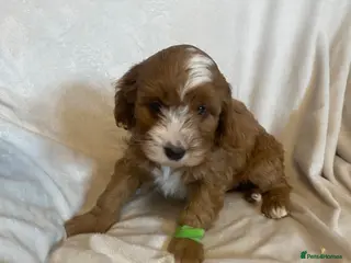 Cavapoo dogs Beautiful Red Cavapoo Pups - Advert 1