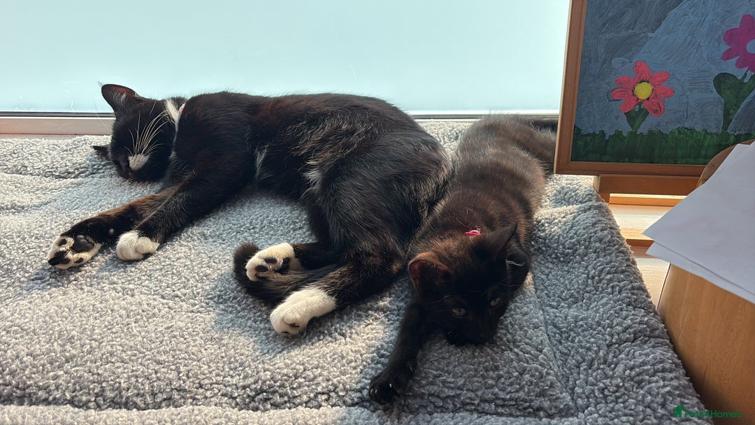 Mixed Breed cats for sale: 2 Tabby & 1 Black Female, 1 Black/White Male - Image 14