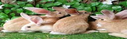 Continental Giant rabbits for sale: Super Stars Stud Service - Beautiful Proven Boys  - Advert 22