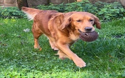 Golden Retriever dogs for sale: Hips elbows DNA perfect. 5 years old this july - Image 6
