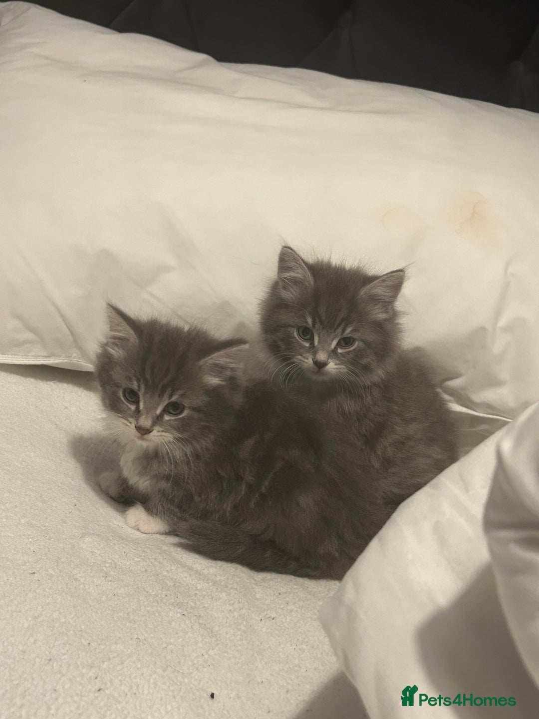 Mixed Breed cats for sale: Mixed breed - Advert 10