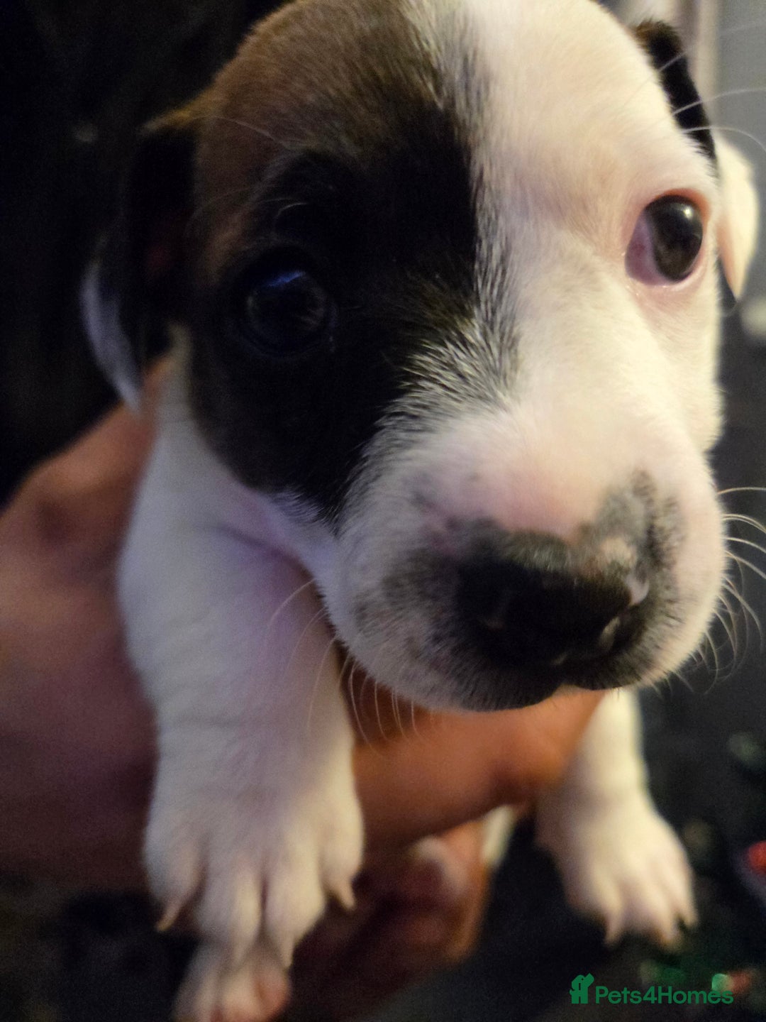 Jack Russell dogs for sale: Jack russell puppy  - Advert 4
