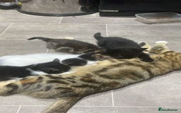 Mixed Breed cats for sale: Kittens  - Image 5