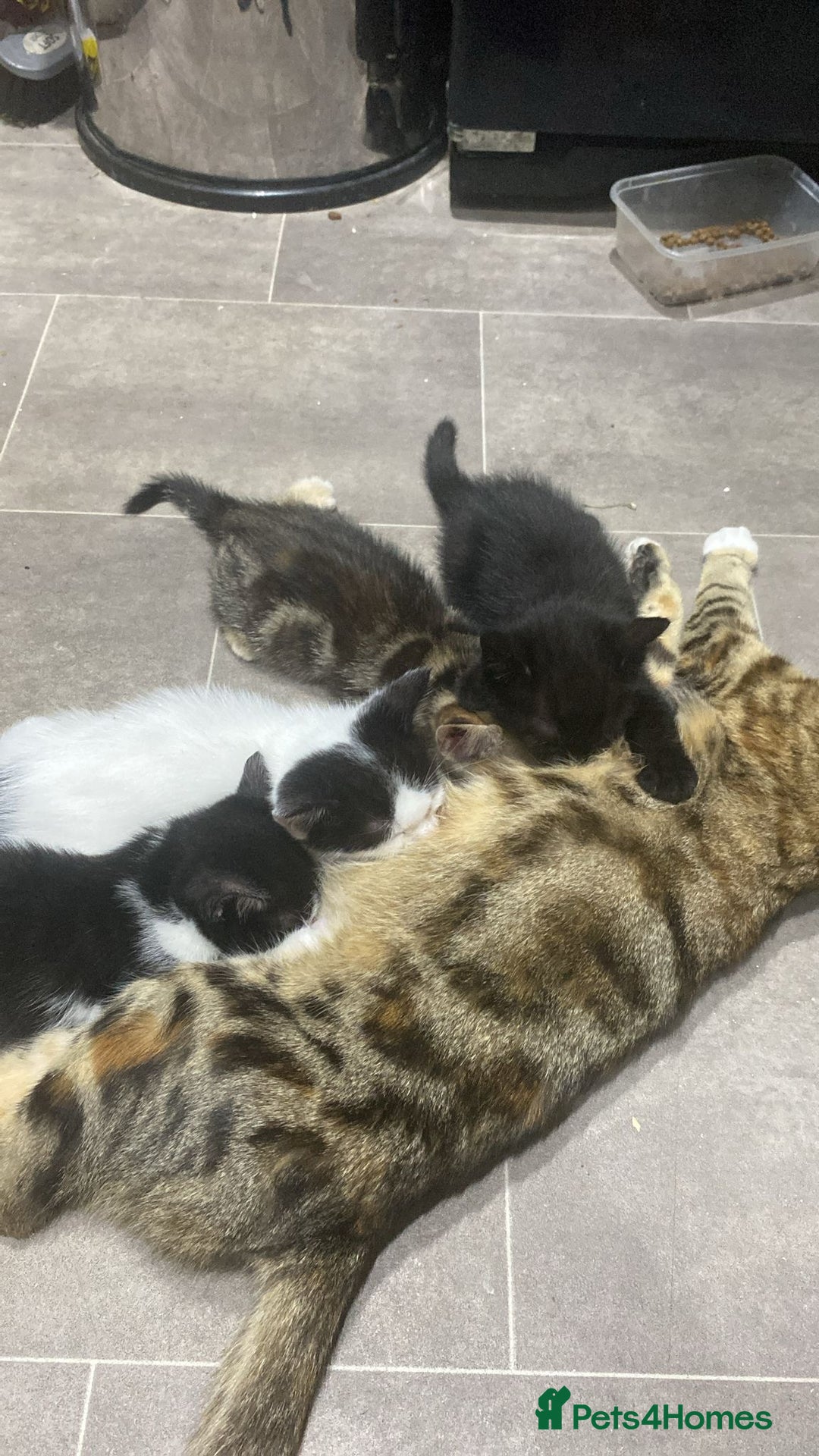 Mixed Breed cats for sale: Kittens  - Image 5