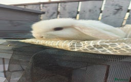 Mini Lop rabbits for sale: three mini lops  - Image 1