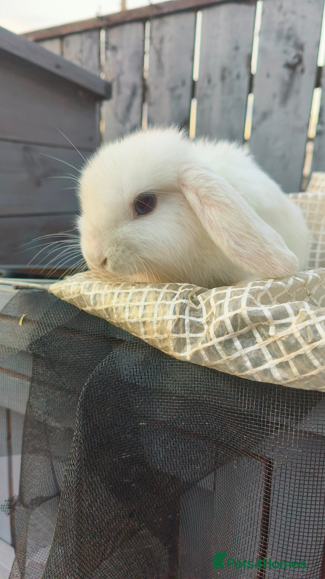 Mini Lop rabbits for sale: three mini lops  - Image 1