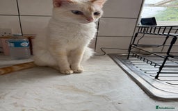 Bengal cats for sale: Two female cats ,2 years old  - Image 4