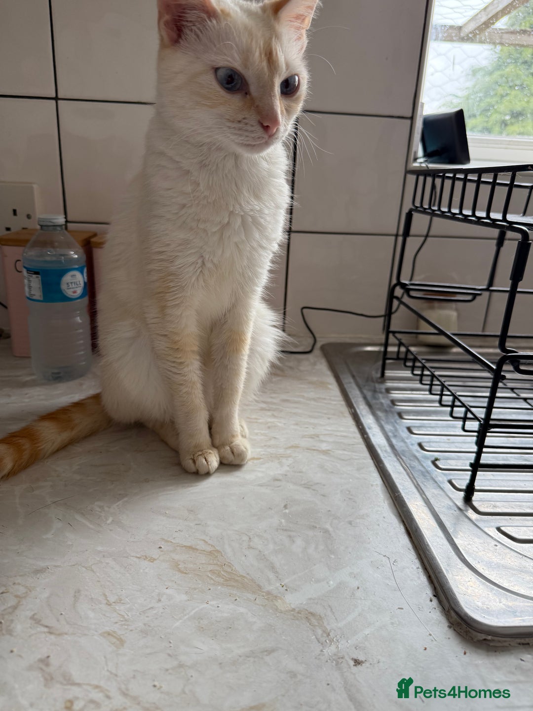Bengal cats for sale: Two female cats ,2 years old  - Image 4