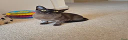 Burmese cats for sale: Stunning Pedigree Brown Male Burmese - Advert 4