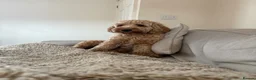 Cockapoo dogs for sale: 1 year old Cockapoo male - Advert 2