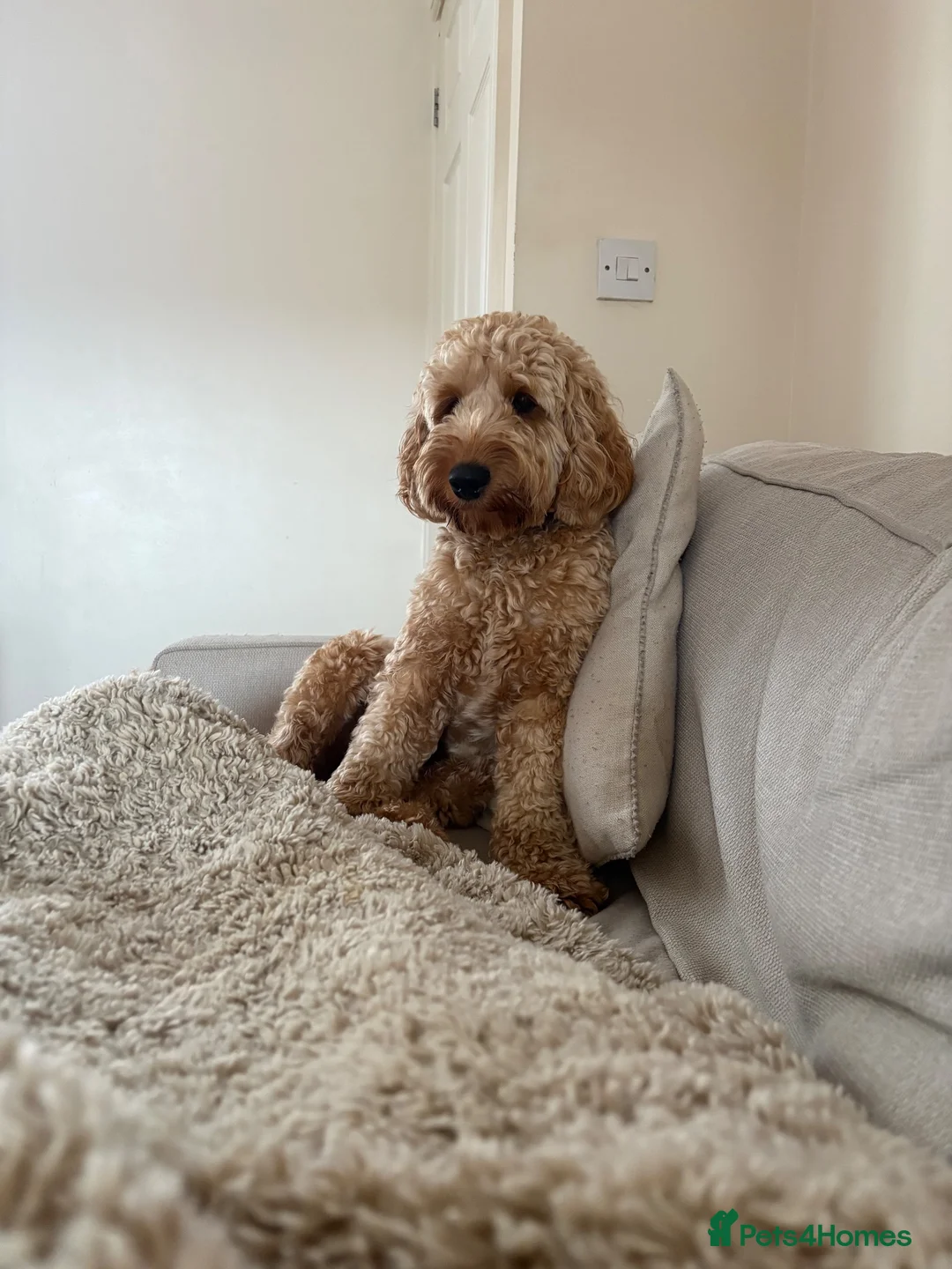 Cockapoo dogs for sale: 1 year old Cockapoo male - Advert 2