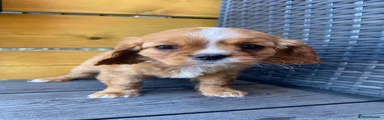 Cavalier King Charles Spaniel Puppy 1
