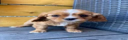 Cavalier King Charles Spaniel dogs for sale: Health tested parents Cavalier King Charles ready  - Advert 19
