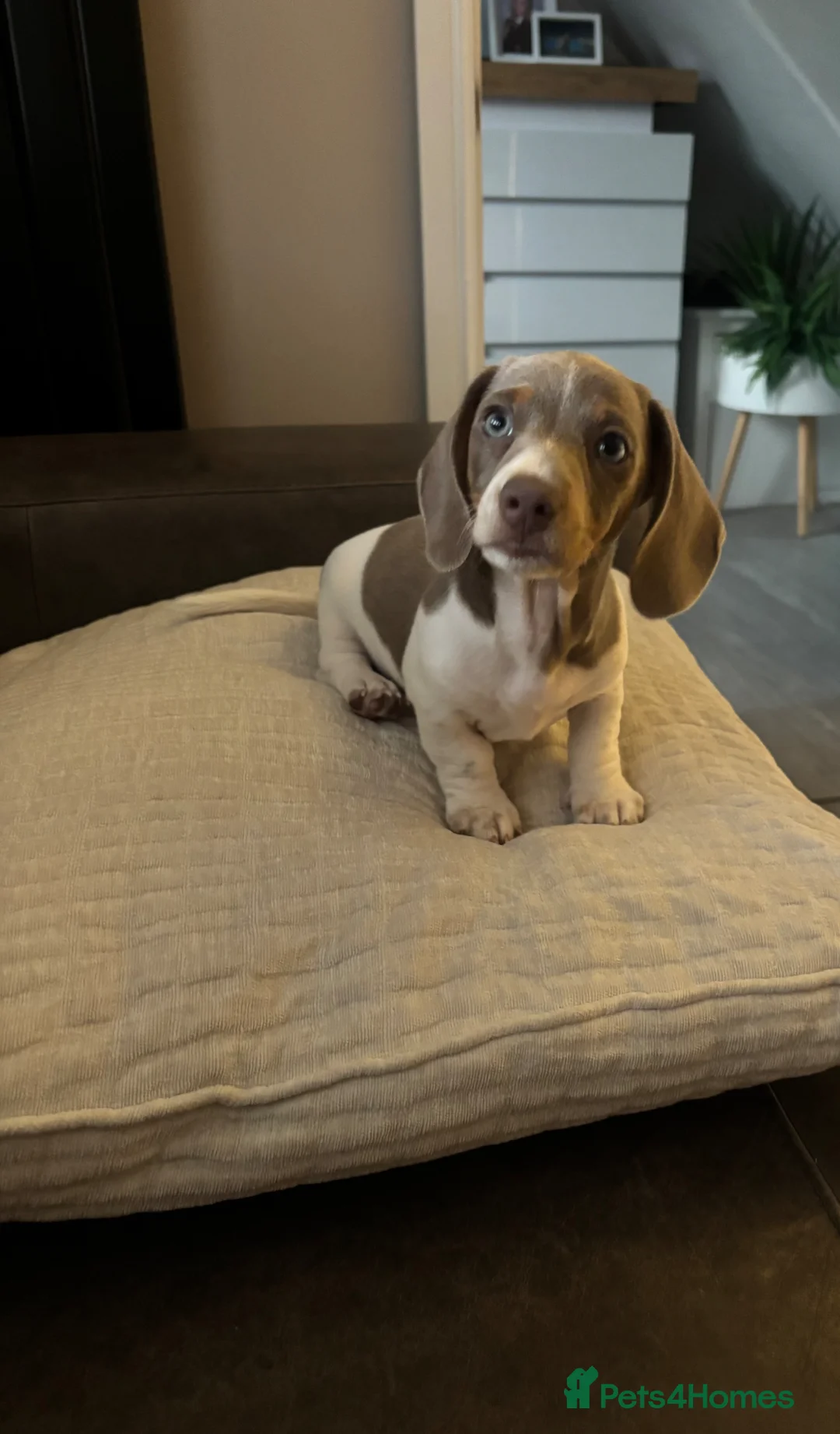 Miniature Dachshund dogs for sale: Our last male looking for his forever home - Advert 1