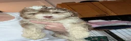 Cockapoo dogs for sale: Beautiful toy F1b Cockapoos  in Crewe - Advert 13