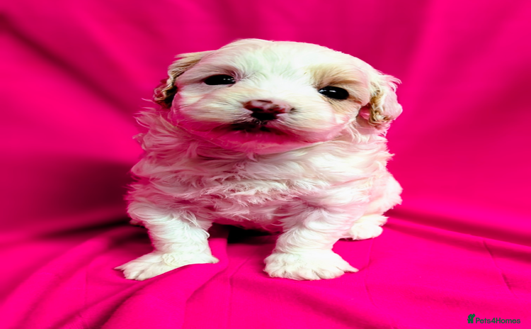 Maltipoo dogs Beautiful Toy Maltipoo Puppy - Advert 1