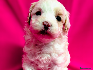 Maltipoo dogs Beautiful Toy Maltipoo Puppy - Advert 3