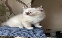 Ragdoll cats for sale: VERY RARE CREAM FLARE BICOLOUR RAGDOLL KITTEN - Image 25
