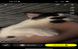 Domestic Shorthair cats for sale: Kitler🤍 possibly looking to rehome  - Image 3