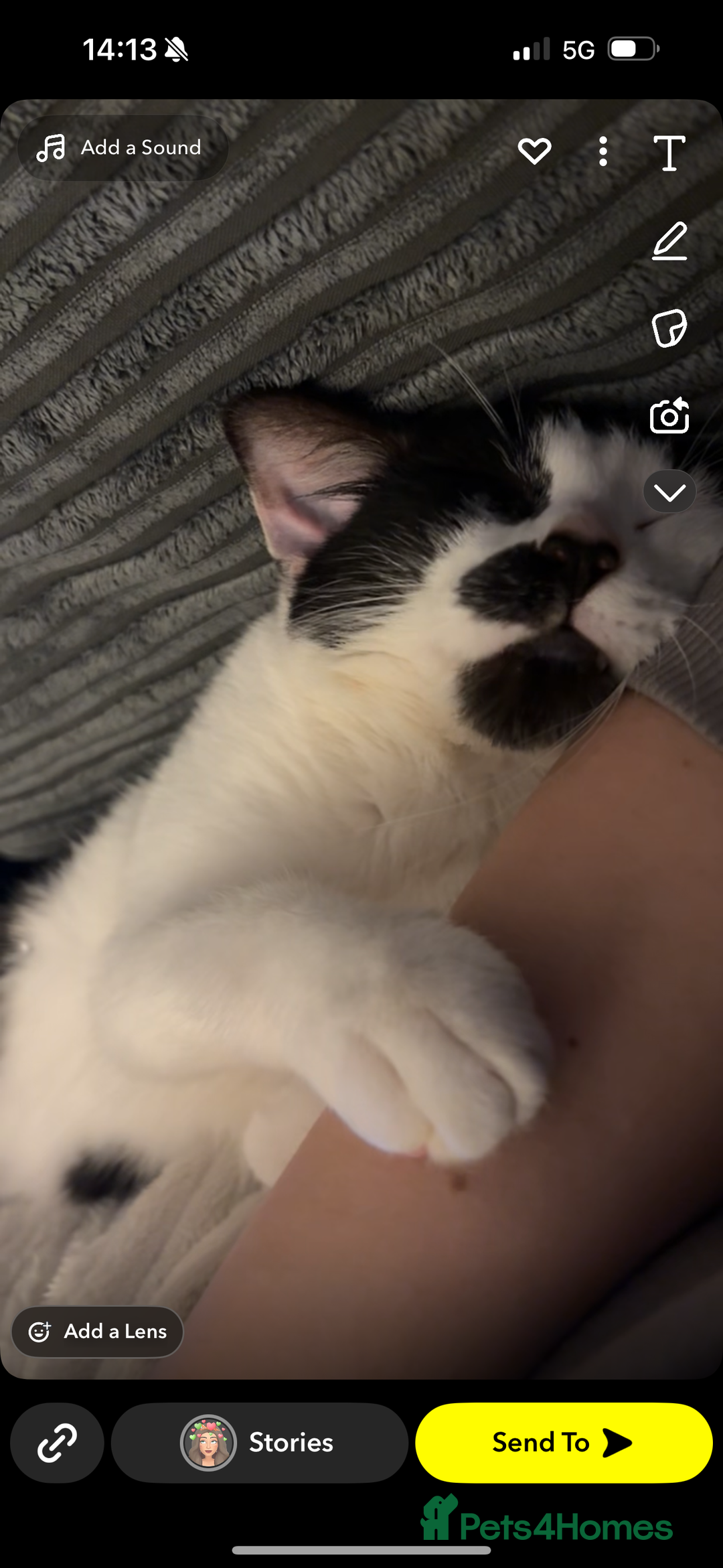 Domestic Shorthair cats for sale: Kitler🤍 possibly looking to rehome  - Image 3
