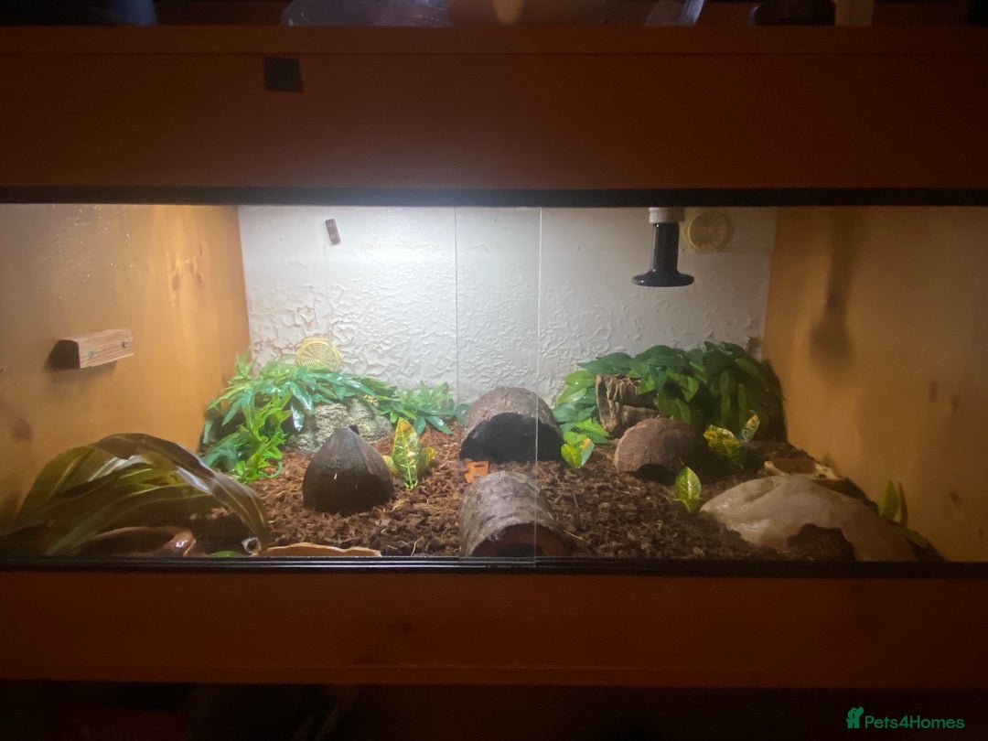 Lizard reptiles for sale: African fat tail gecko + full setup  - Advert 2