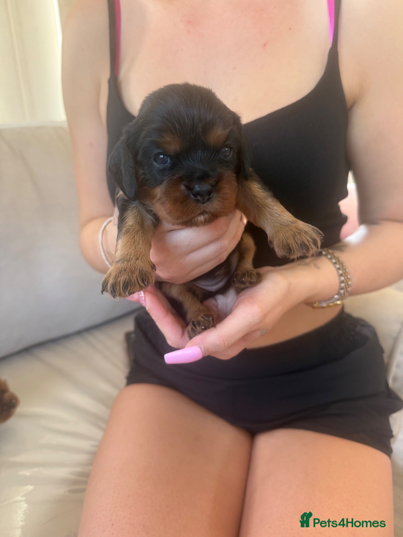 Cavalier King Charles Spaniel dogs Kc Cavalier King Charles - Advert 2