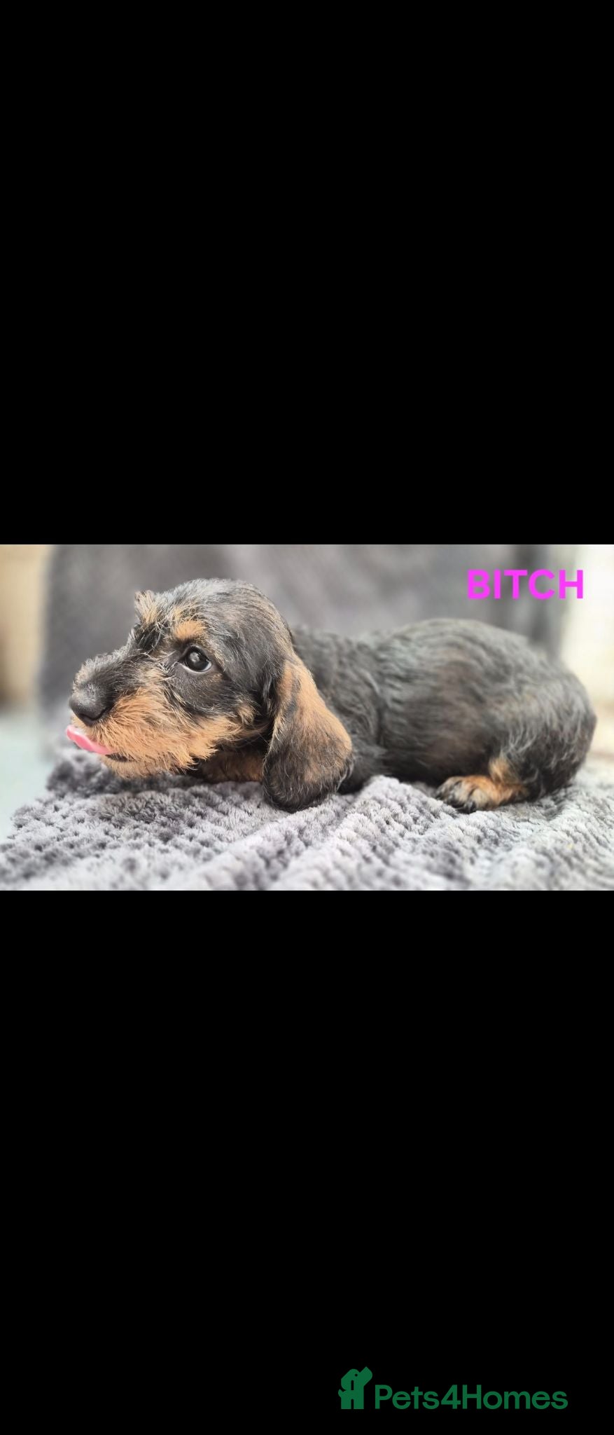 Dachshund dogs Standard Wirehaired Dachshund  - Advert 2
