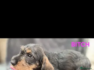 Dachshund dogs Standard Wirehaired Dachshund - Advert 1