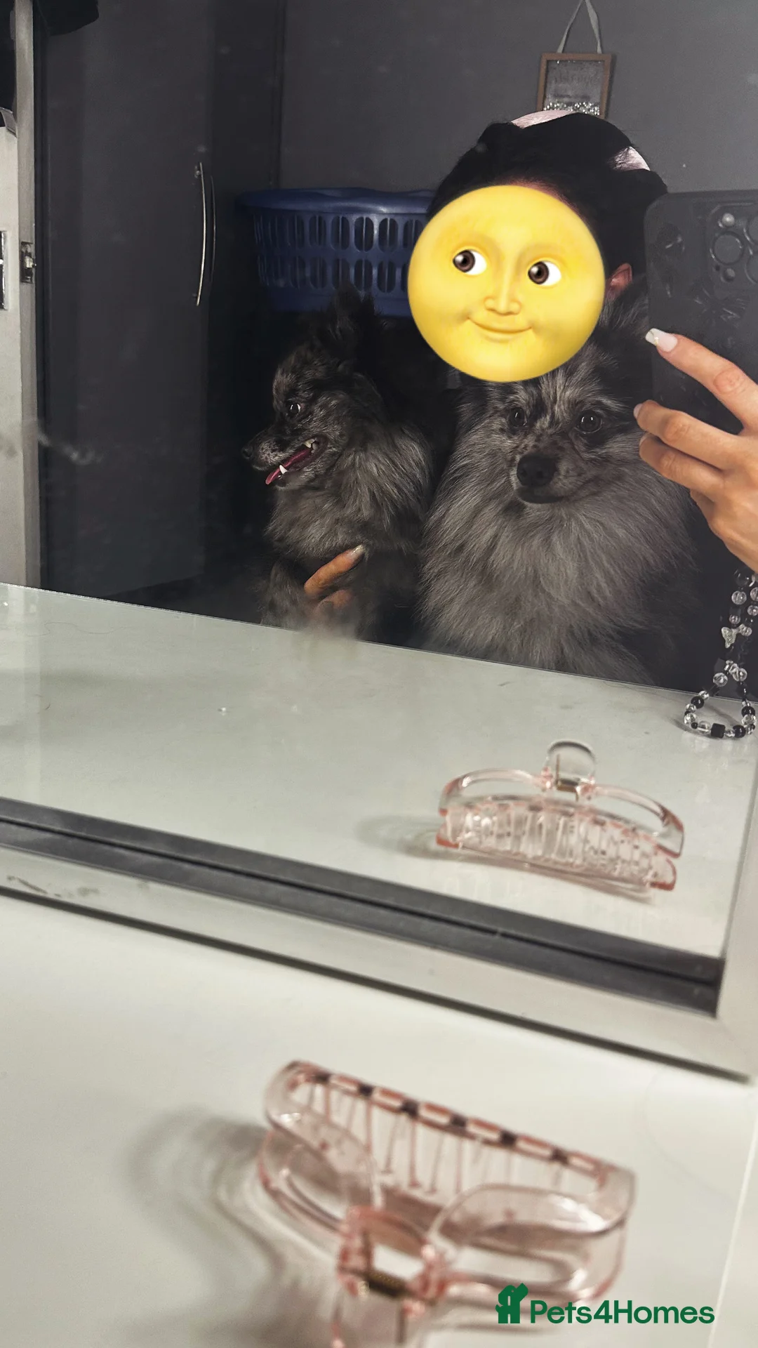 Pomeranian dogs for sale: Pom for sale - Advert 2