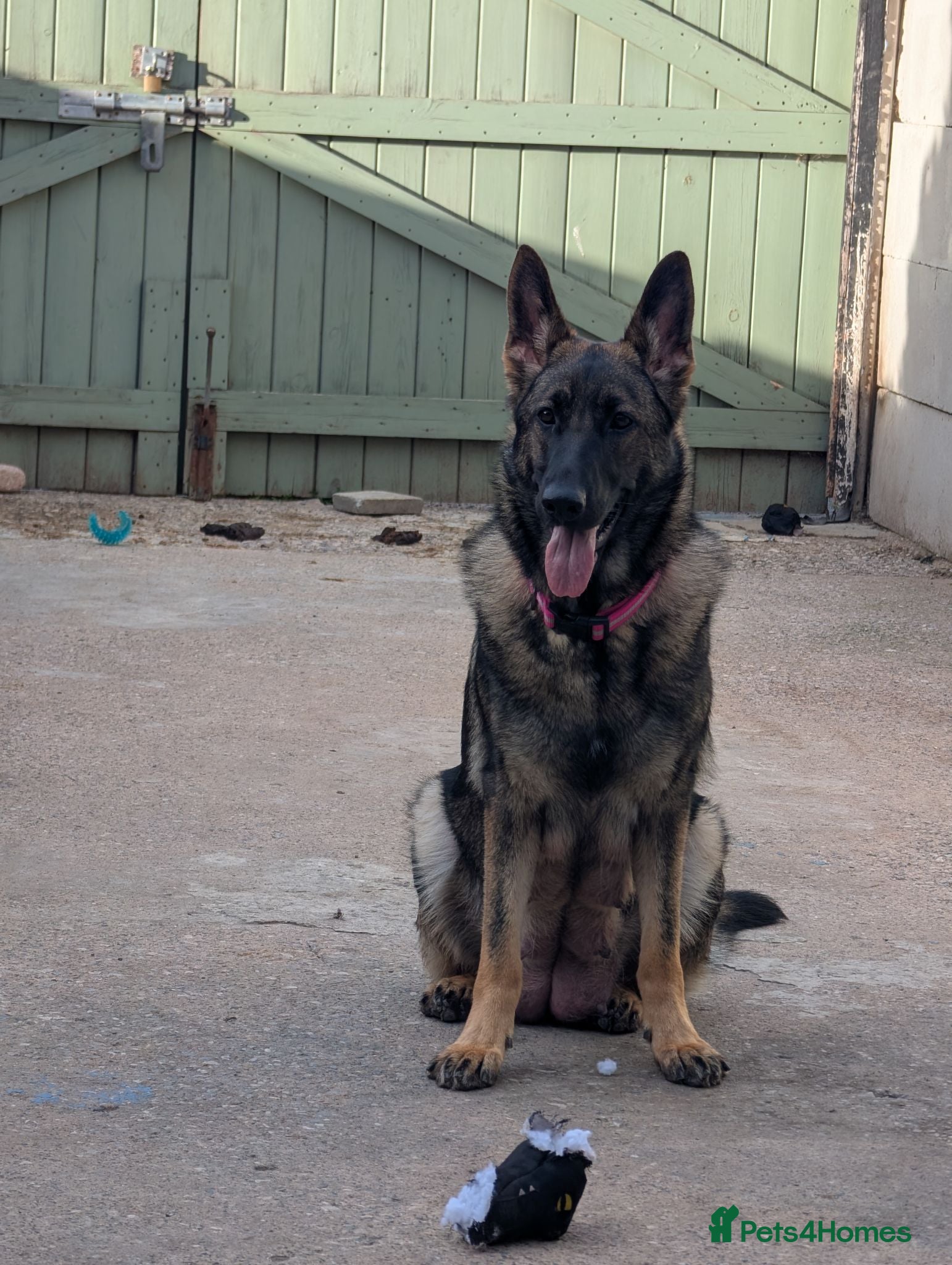 German Shepherd dogs Stunning Pure breed German shepherd  - Advert 3
