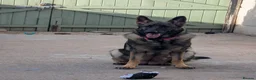 German Shepherd dogs for sale: Stunning Pure breed German shepherd  - Advert 1