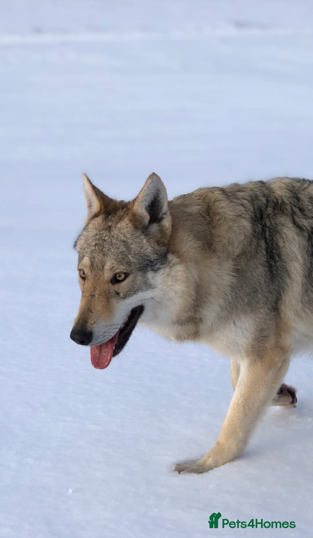 Saarloos Wolfdog dogs for sale: Czechoslovakian Wolfdog Puppies  in Woodford Green - Advert 2