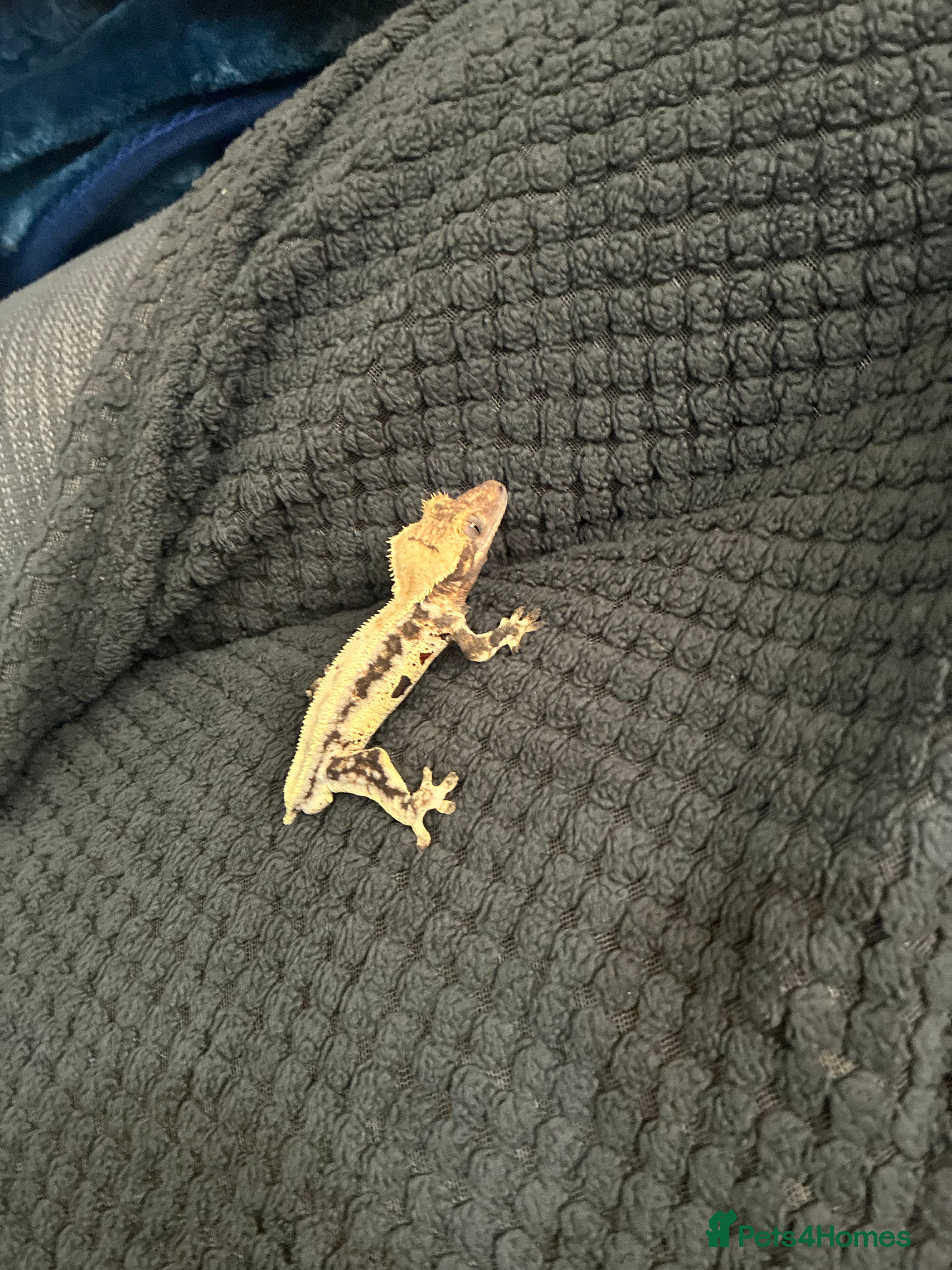 Gecko reptiles Lily white crested gecko  - Advert 1