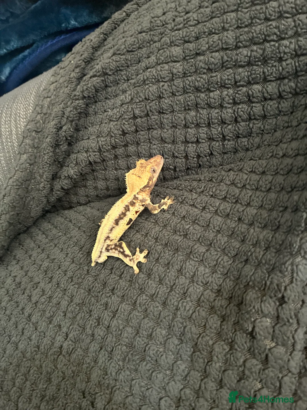 Gecko reptiles for sale: Lily white crested gecko  - Advert 1