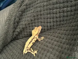 Gecko reptiles Lily white crested gecko - Advert 1