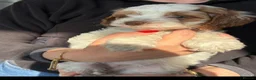 Cockapoo dogs for sale: Beautiful cockerpoos in Chichester - Advert 11