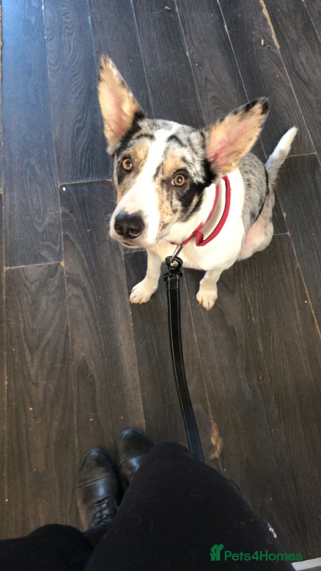 Border Collie dogs for sale: Merle border collie in Runcorn - Advert 2