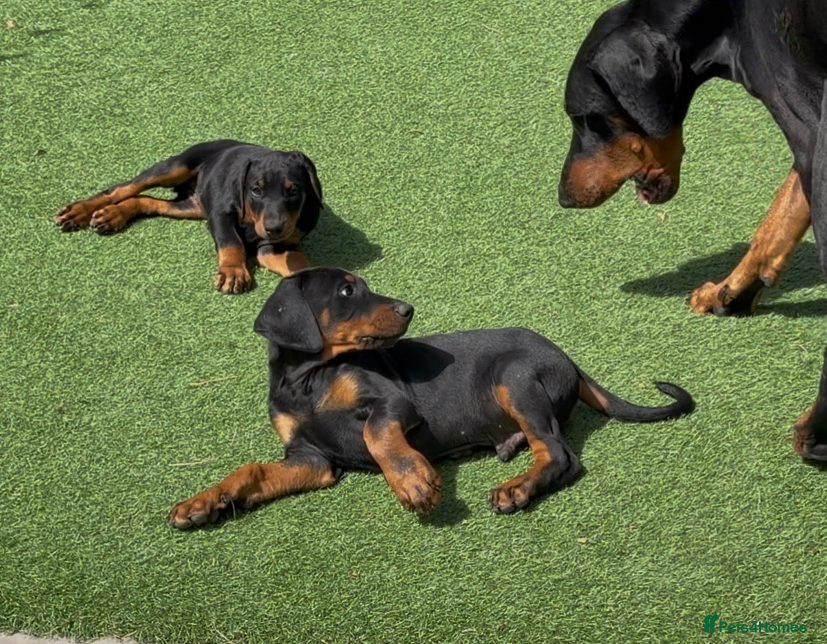 Dobermann dogs Doberman pups with KC parents  - Advert 1