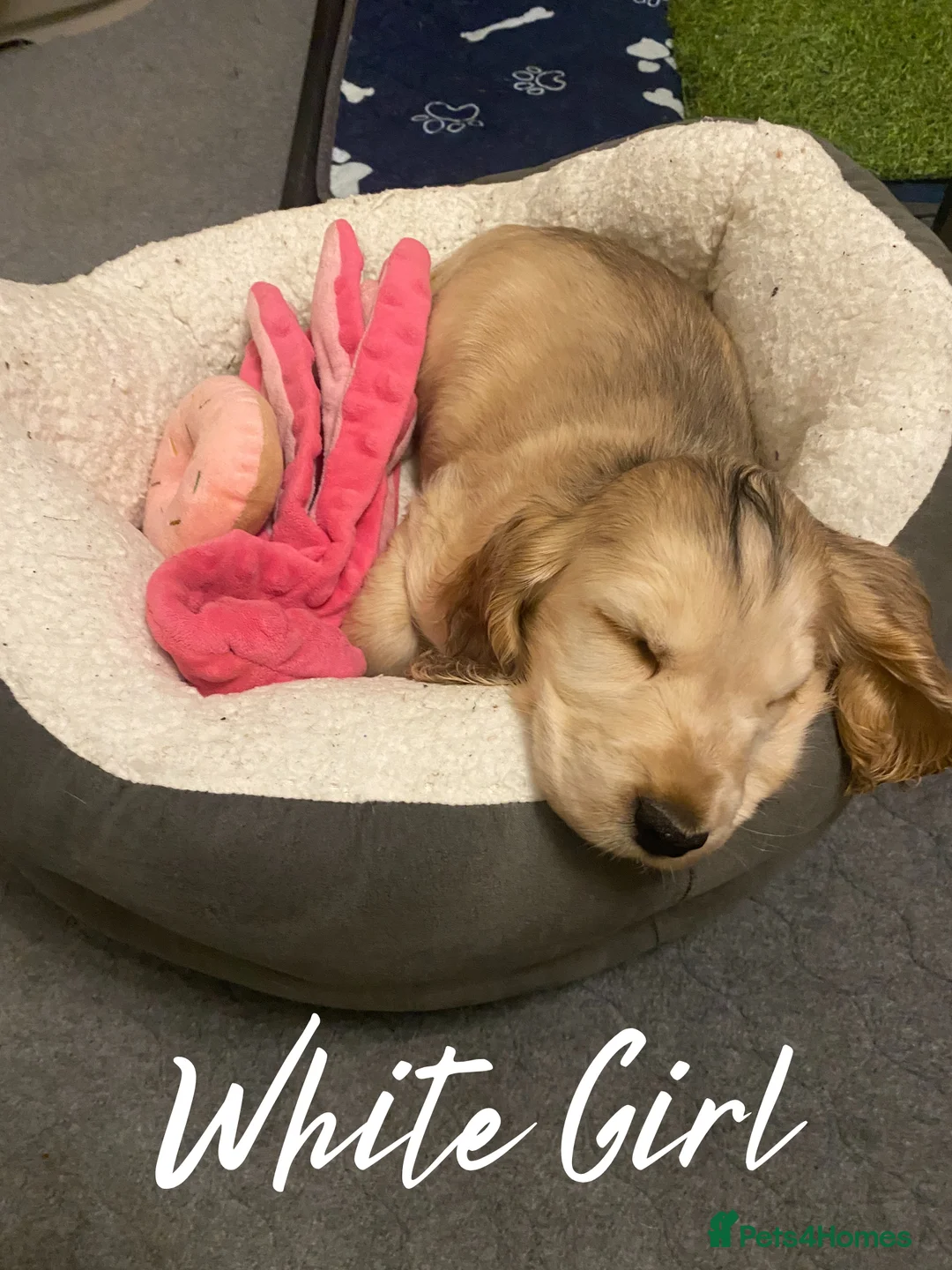 Cocker Spaniel dogs for sale: Stunning Litter of Show Cocker Spaniels  - Advert 22