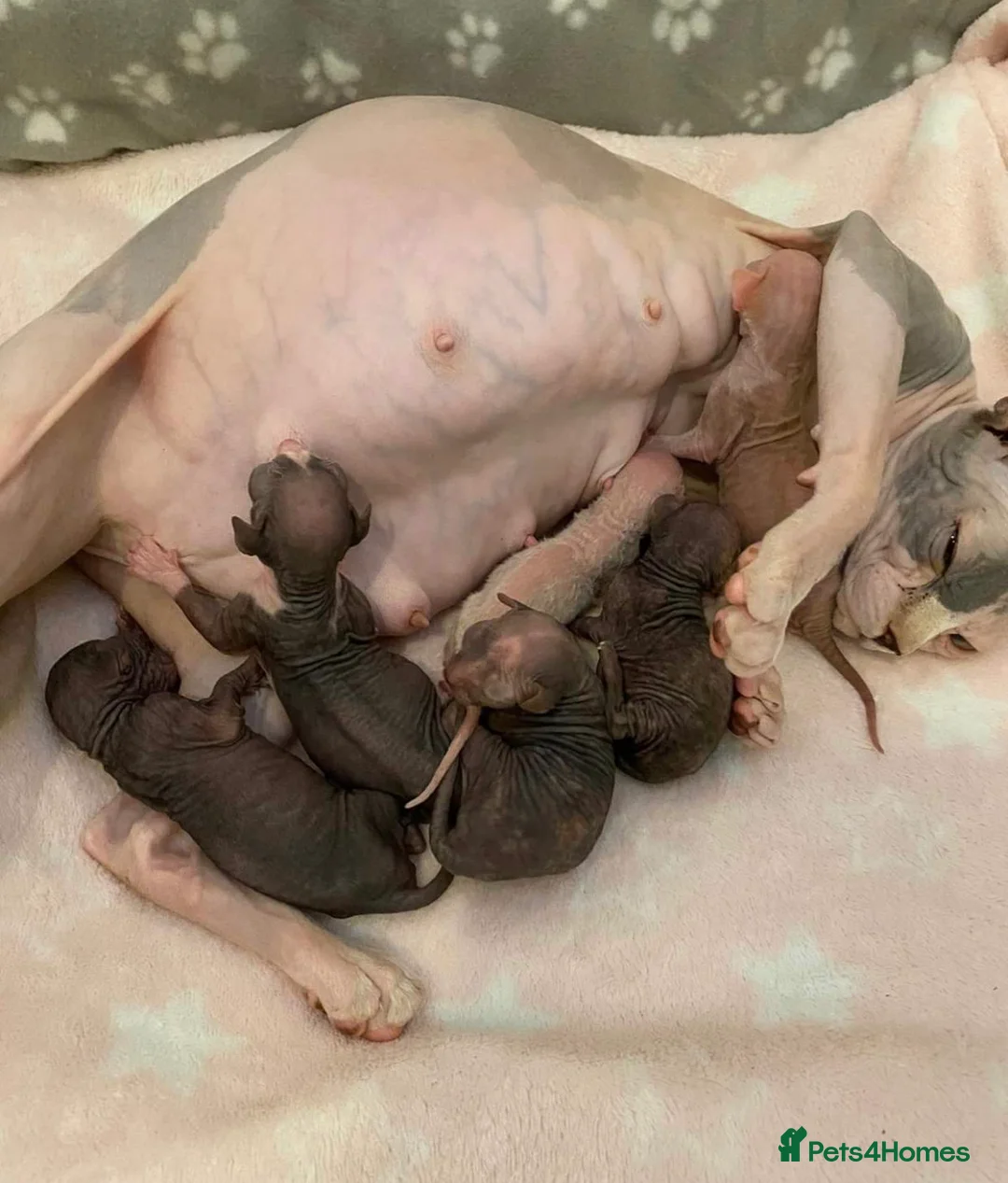 Sphynx cats for stud: Tica Registered Canadian Sphynx in Hull - Advert 15