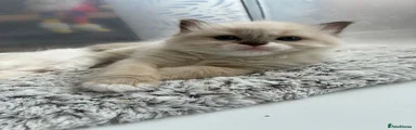Ragdoll 3