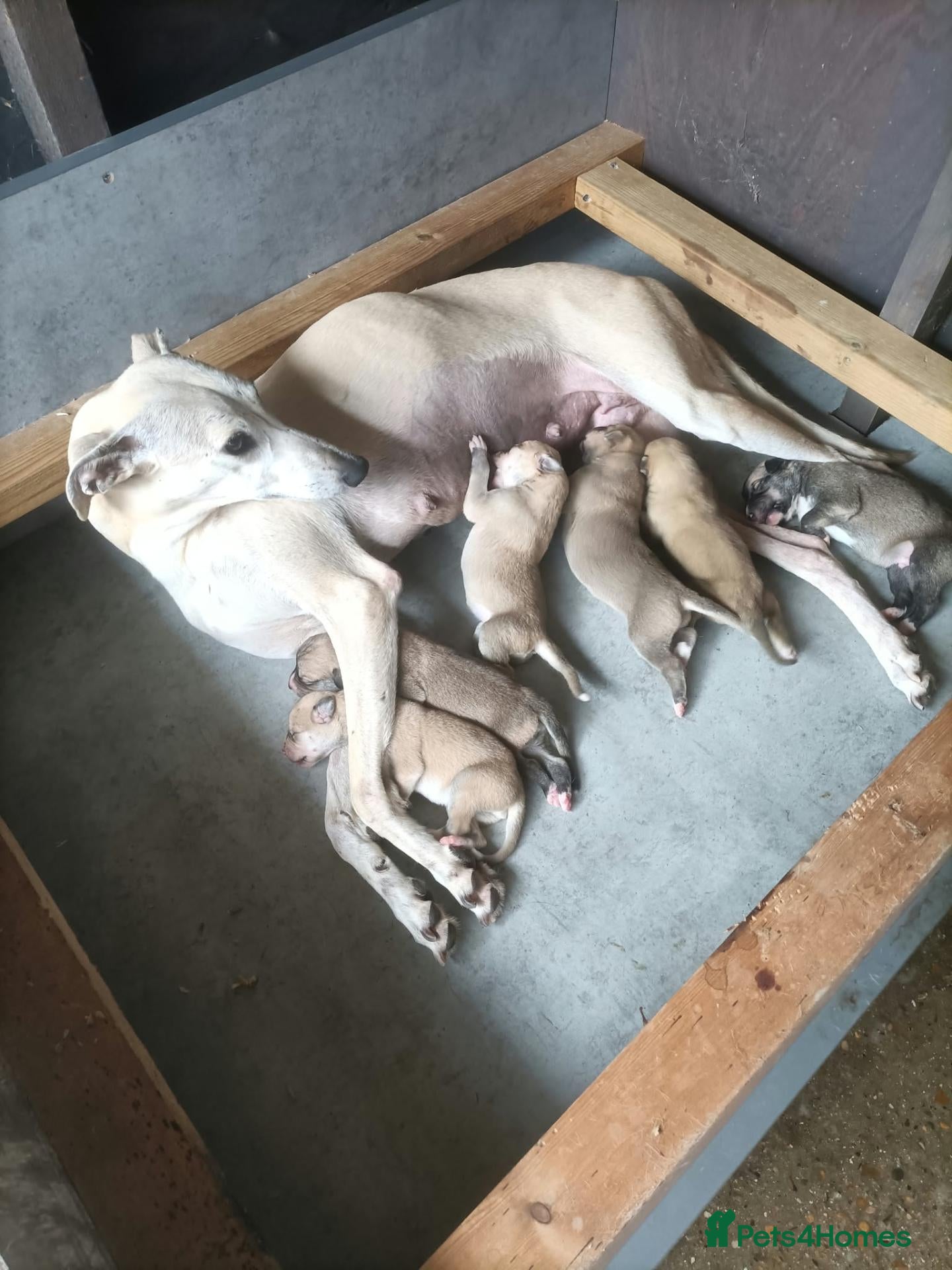 Lurcher dogs for sale: Lurcher puppies for sale - Advert 20