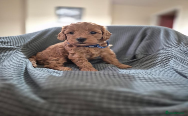 Cockapoo dogs - Advert 2